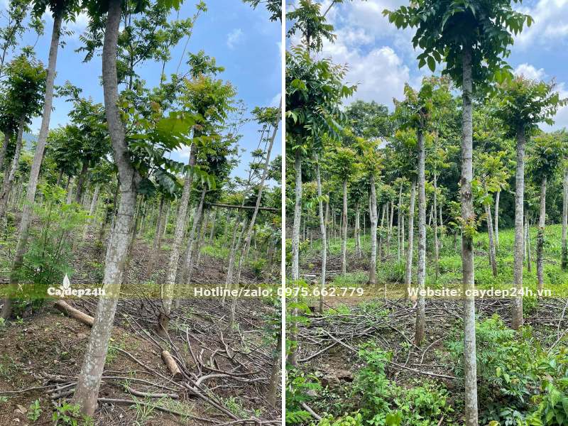 Vườn cây gỗ Lát trồng với mật độ hợp lý, tay cành đã cắt tỉa
