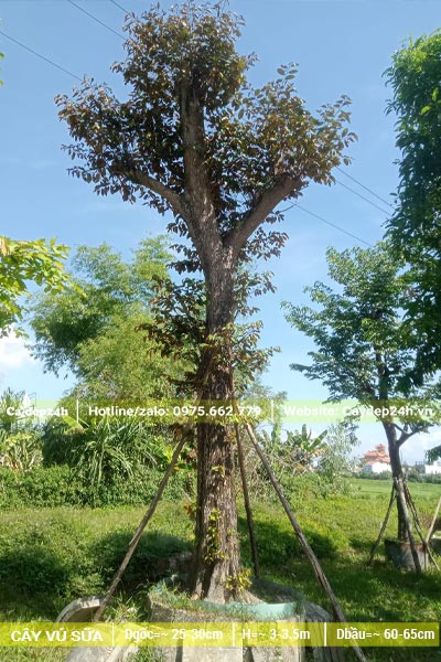 Vú Sữa cổ thụ đã dâm ủ, tỉa hết tay cành, đk gốc khoảng 25 - 30cm