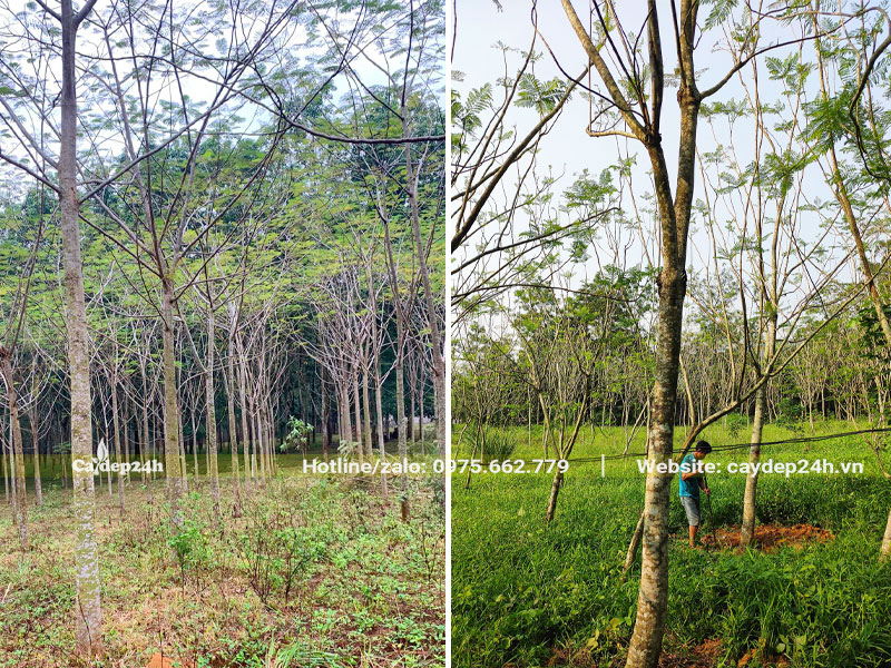 Vườn Phượng Vĩ lâu năm chiều cao 4 - 5m, đường kính gốc 15 - 20cm