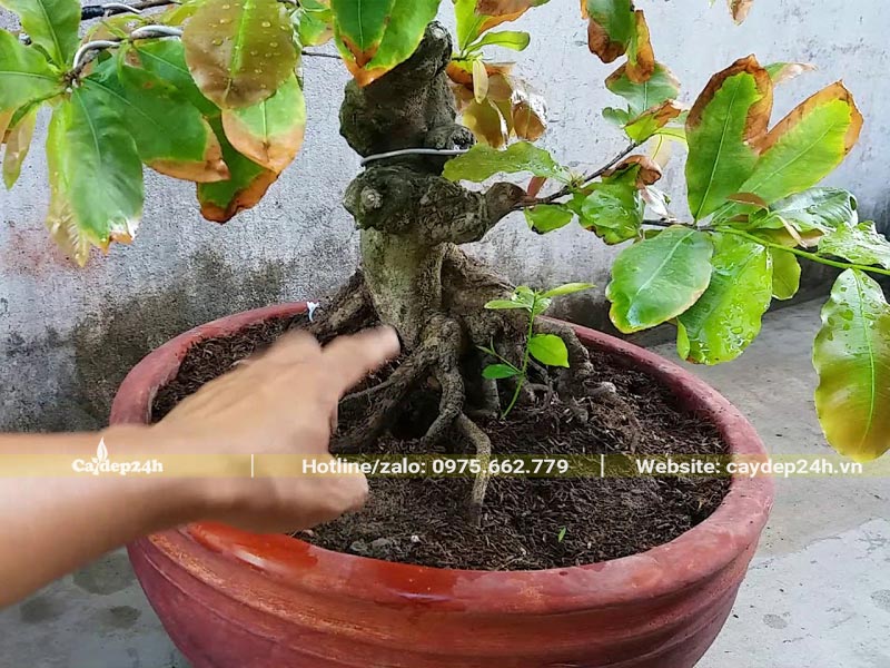 Cây cảnh trồng chậu bị vàng và cháy lá