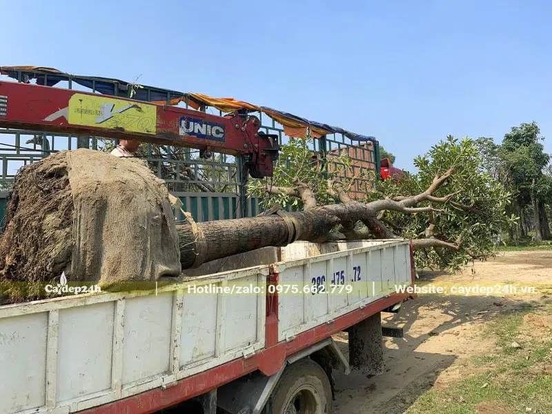 Xe tải đang chở cây Lộc Vừng đại thụ đường kính gốc 25 - 30cm