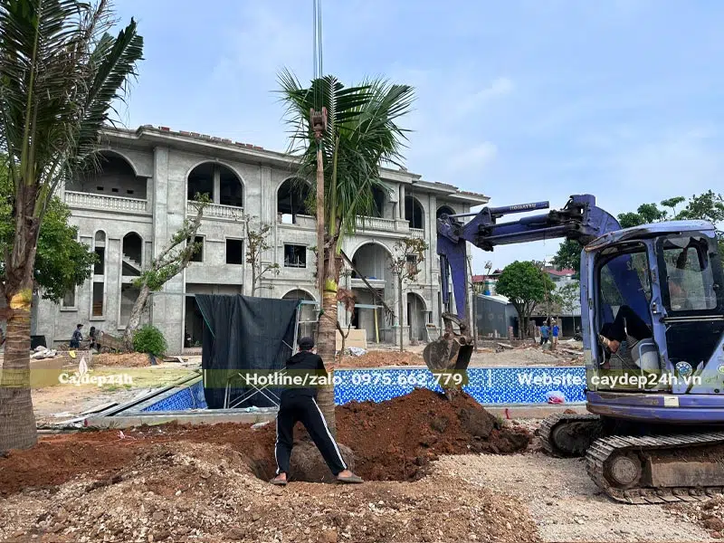 Công nhân đang đưa cây Dừa công trình vào hố trồng với sự trợ giúp của cần cẩu