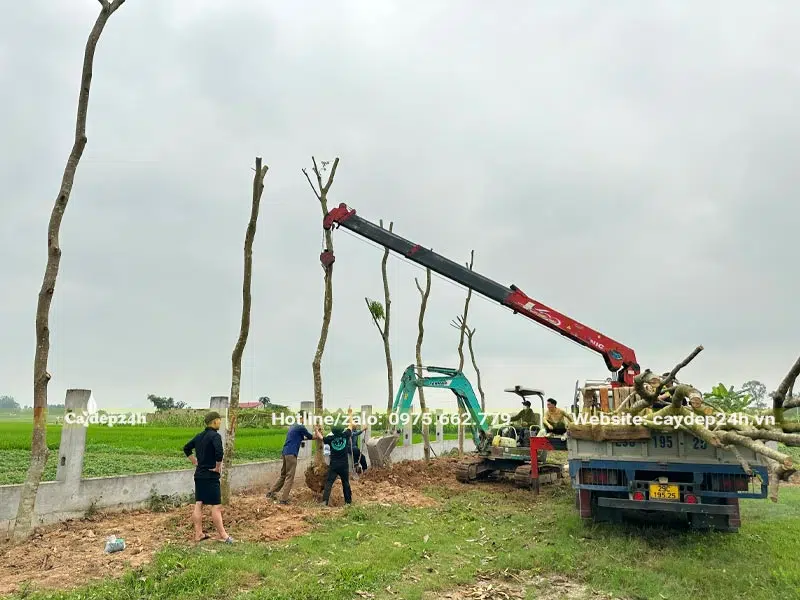 Công nhân đang thi công trồng cây Giáng Hướng công trình cao 5 - 6m cho nhà hàng tại Hà Nội
