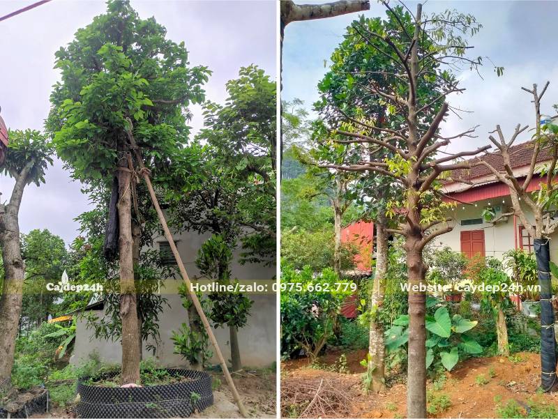 Dâm ủ cây Bơ công trình đường kính thân 10cm