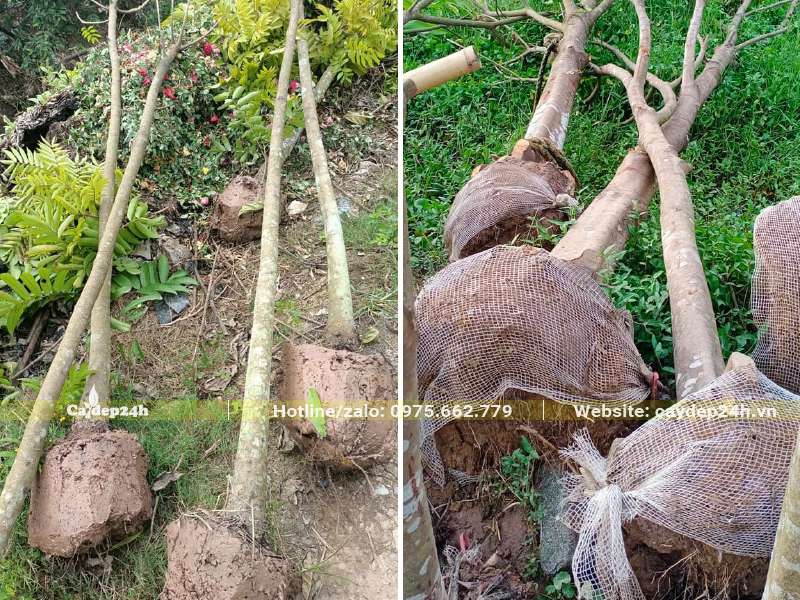 Cây Sấu công trình mới bứng bầu, cây cao đường kính gốc từ 10 - 20cm