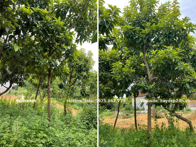 Vườn trồng số lượng lớn cây Bơ trưởng thành, đường kính gốc từ 5 - 8cm, chiều cao 3 - 4m