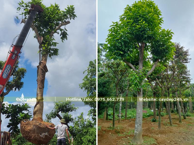 Ngọc Lan cổ thụ đã dâm ủ nhiều năm, chiều cao từ 4 - 5m