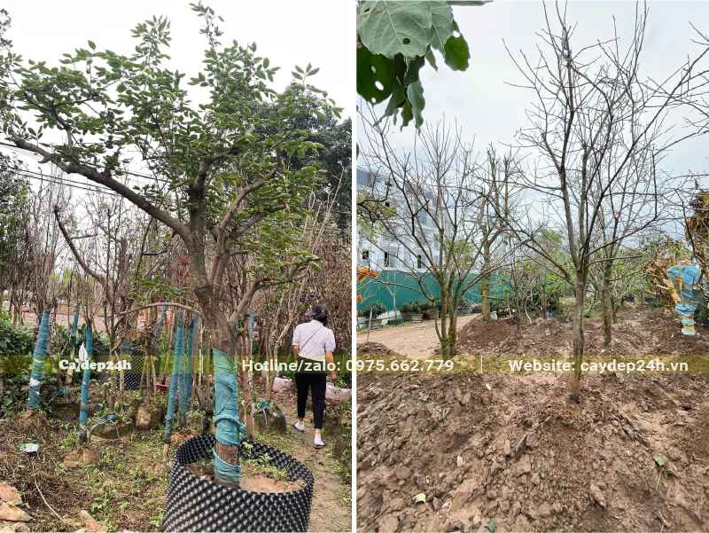 Hồng Giòn lâu năm mới dâm ủ