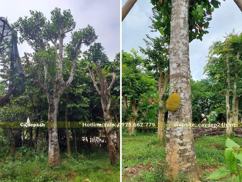Vườn dâm ủ số lượng lớn cây Mít đại thụ đường kính gốc 35 - 40cm