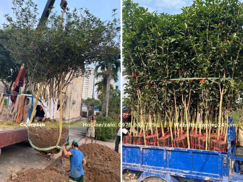 Quá trình vận chuyển và dùng cần cẩu nâng hạ cây mộc hương vào hố