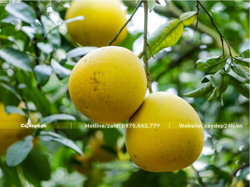 Chùm Bưởi Diễn chín vàng