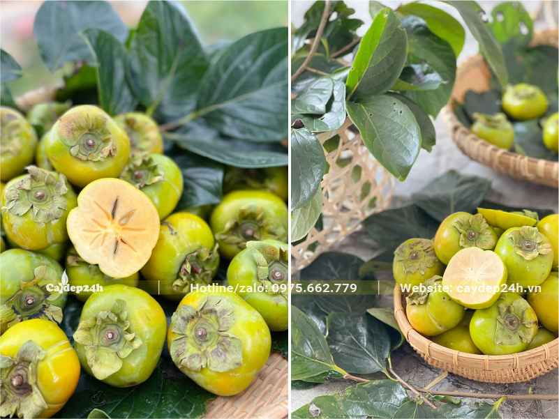 Quả Hồng Ngâm được bày bắn ở cửa hàng hoa quả sạch