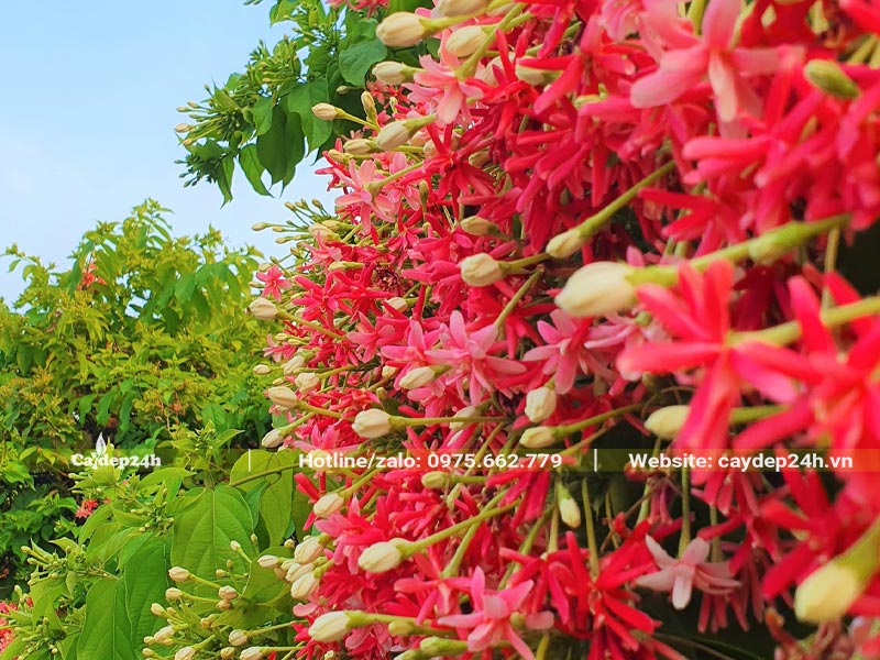 Giàn cây Sử Quân Tử trồng leo trường rào đang nở hoa