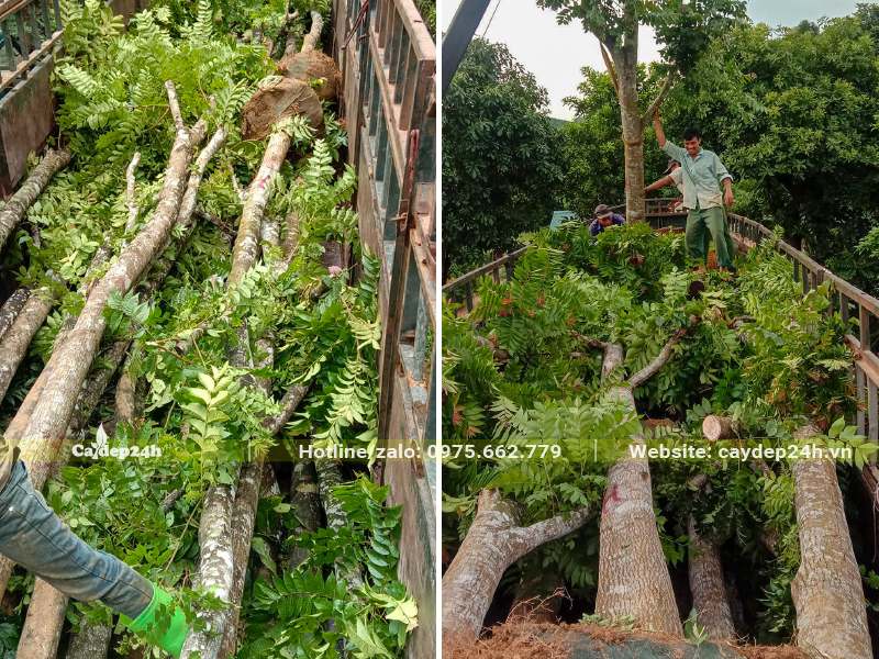 Lát Hoa công trình đường kính gốc 15cm đã xếp lên xe