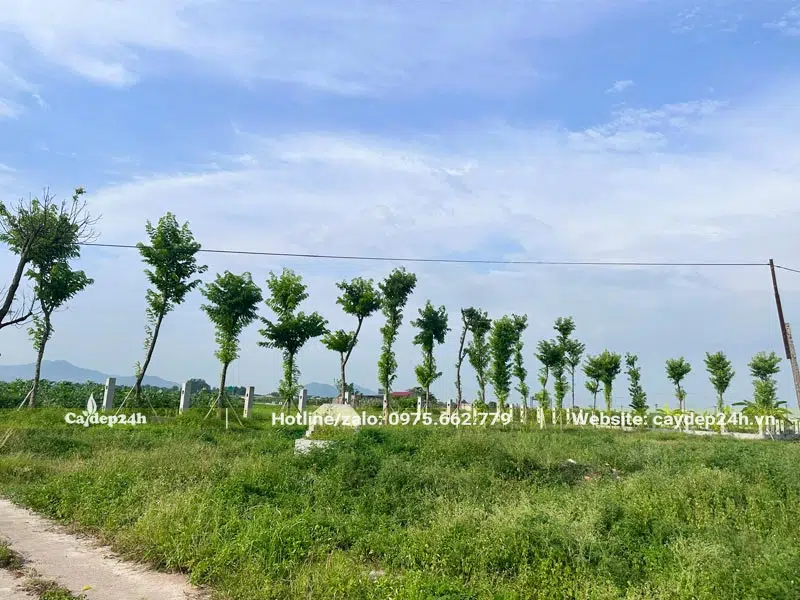 Hàng Giáng Hương sau 3 tháng trồng đang ra chồi non và lá mới xanh tươi