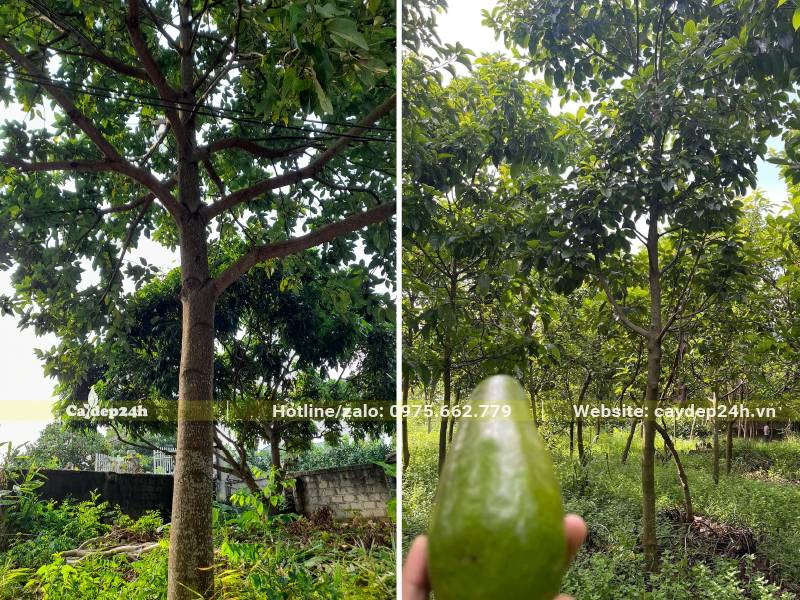 Vườn cây Bơ sáp lâu năm, đường kính gốc từ 5 - 15cm