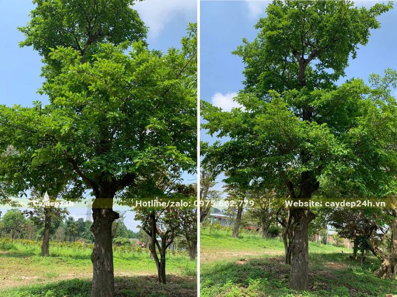 Cây Chay công trình đường kính gốc >30cm