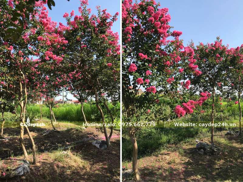 Cây hoa Tường Vi hồng lâu năm đường kính gốc 3 - 5cm