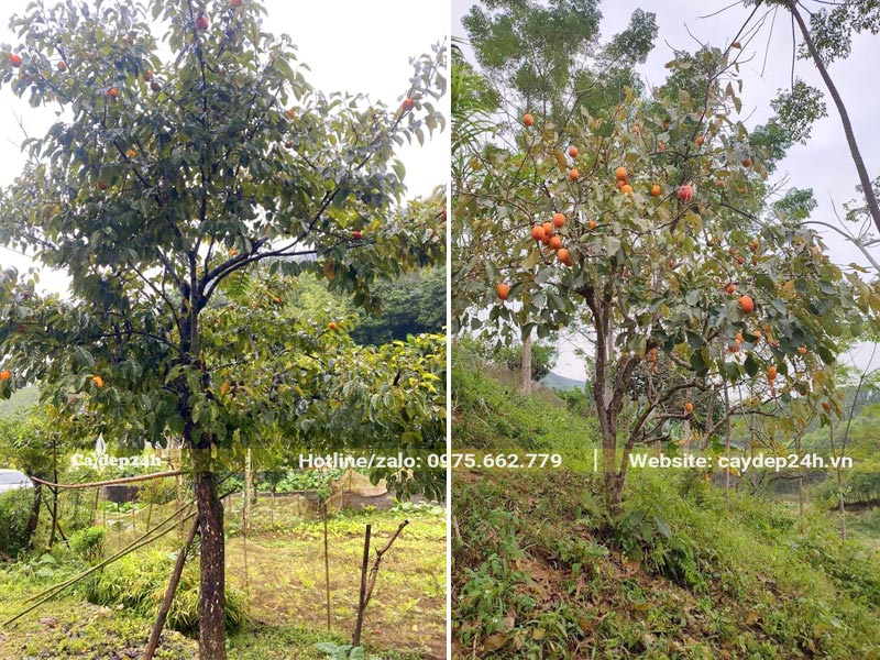 Cây Hồng Ngâm quả chín màu cam treo đầy trên cành