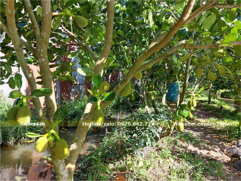 Cây Mít trưởng thành đang ra trái non