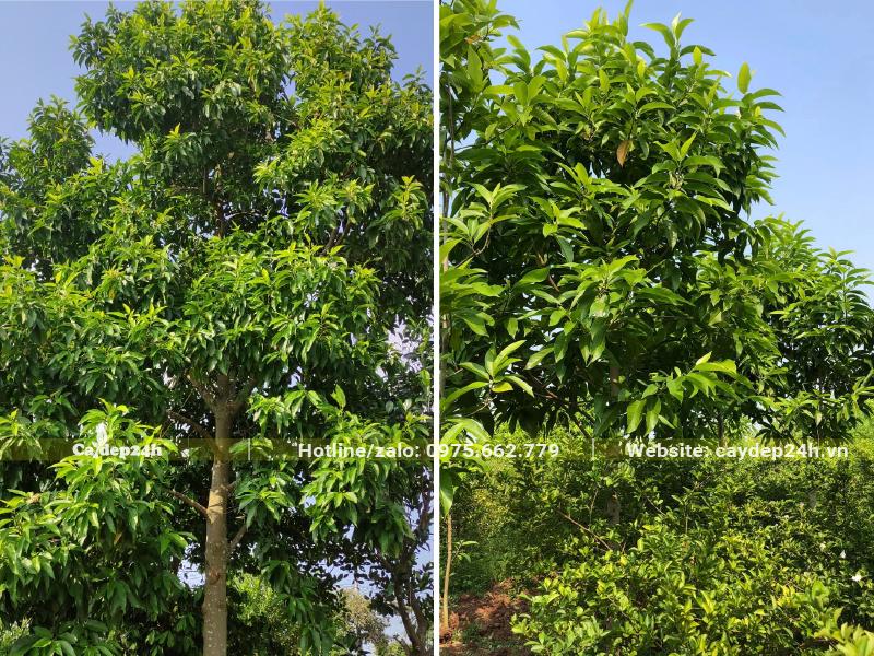 Hình dáng cây Ngọc Lan trưởng thành, chiều cao khoảng 4 - 5m, tán lớn