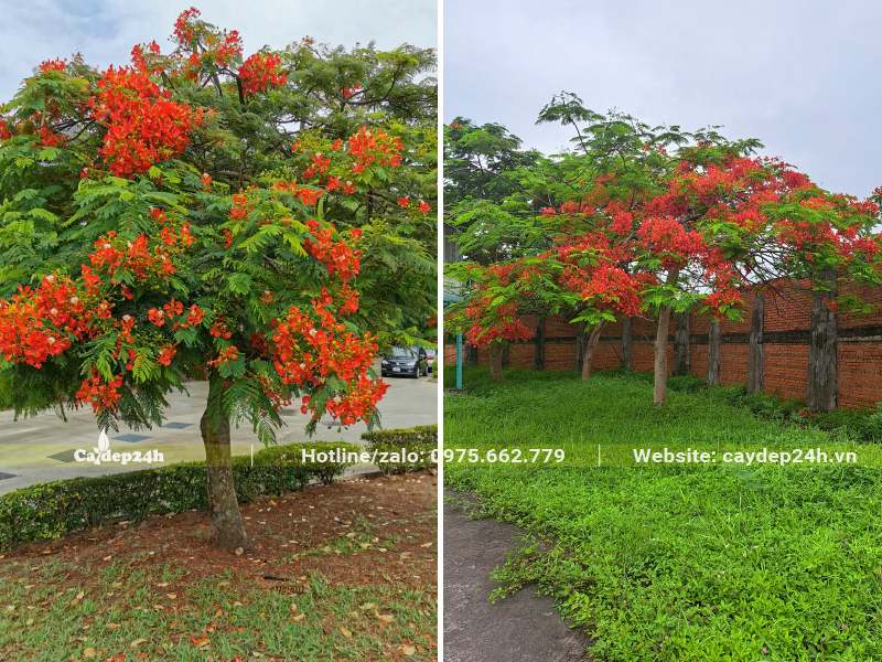 Cây Phượng Vĩ rực rỡ với  màu hoa đỏ tươi
