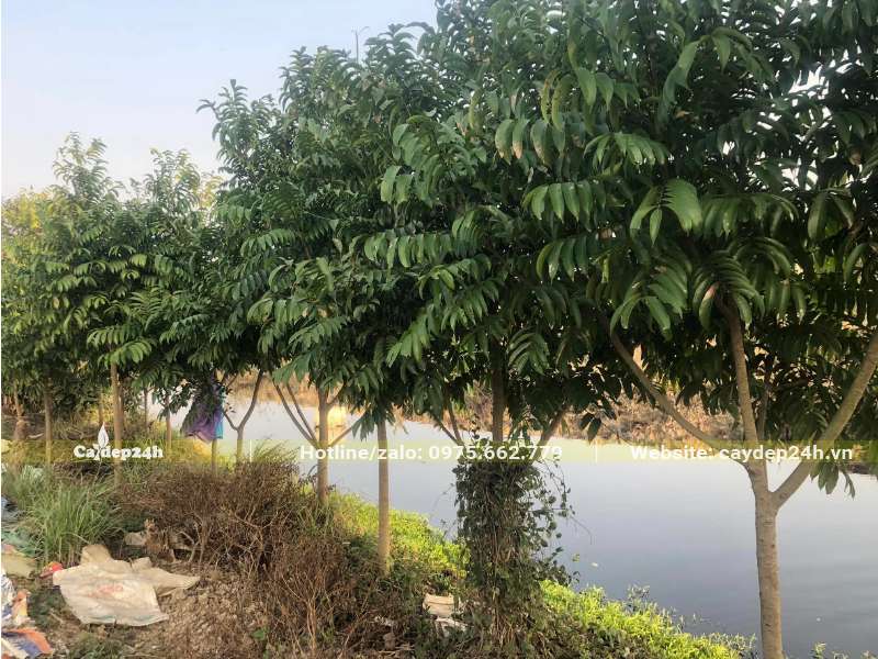 Hàng cây Sấu trồng theo bờ sông, chiều cao khoảng 3m, đk gốc 5cm