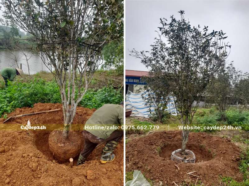 Công nhân đang đưa cây vào hố và tháo lưới bọc bầu