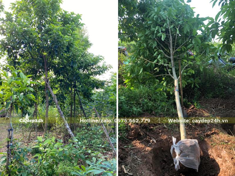 Đặt cây Ngọc Lan vào hố trồng đã đào