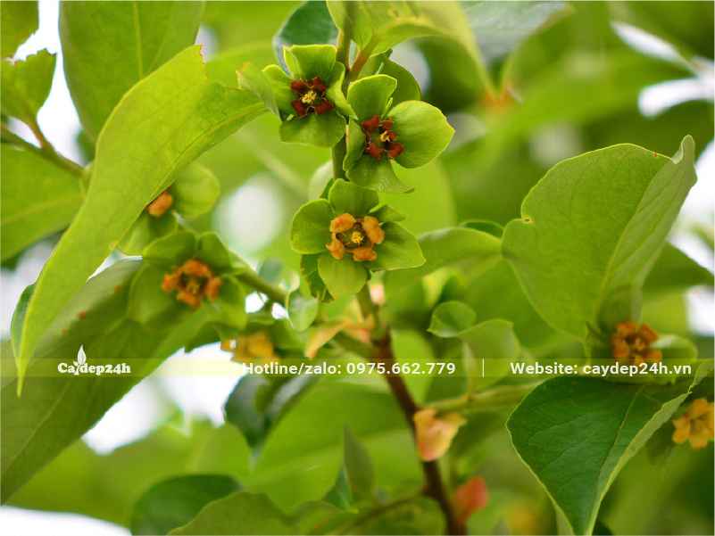 Hoa cây Hồng Ngâm mọc ở mặt dưới của cành cây