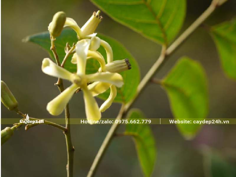 Hoa của cây Lát Hoa có màu vàng nhạt