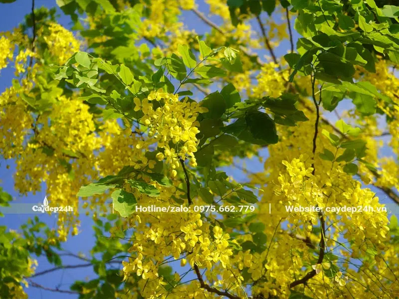 Cành cây Muồng Hoàng Yến vàng rực sắc hoa