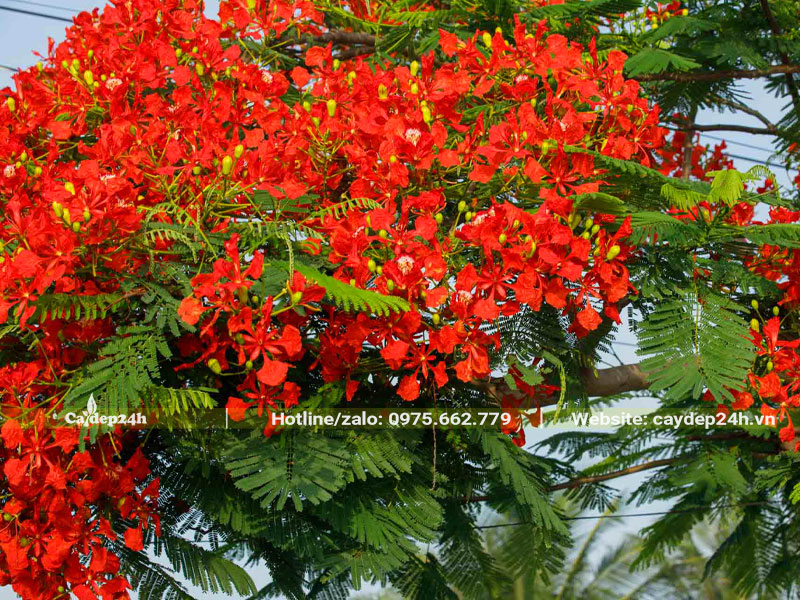 Hoa Phượng Vĩ nở đỏ rực vào đầu hè