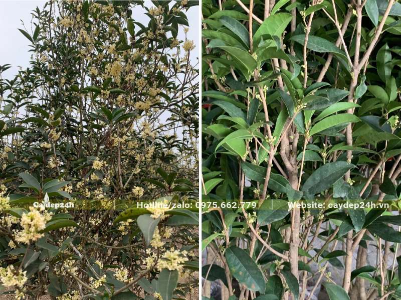 Cây hoa mộc hương ta đang ra hoa rực rỡ