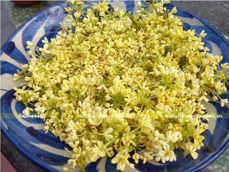 Hoa của cây Mộc Hương được hái xuống dùng để ướp trà