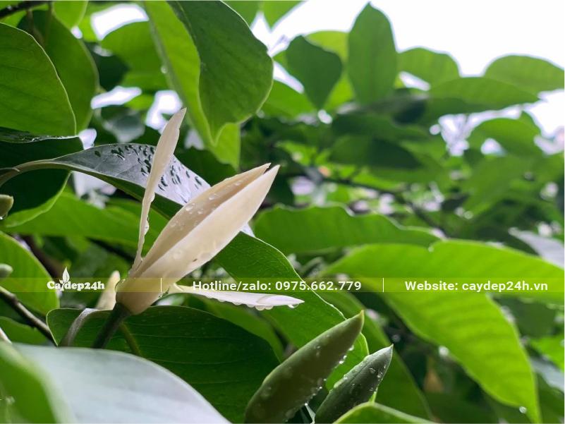 Những nụ hoa Ngọc Lan đang chuẩn bị bung nở