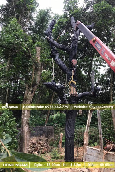 Toàn bộ thân cành được cuốn bằng lưới đen để tránh cây bị mất nước