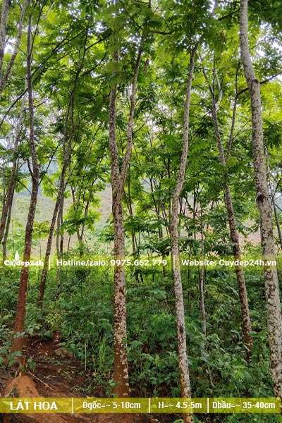 Rừng cây Lát Hoa trưởng thành