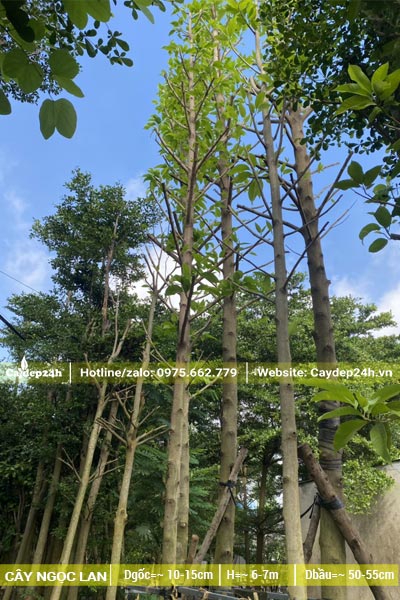 Gần chục cây Ngọc Lan cao 6 - 7m đã bứng bầu và tỉa bỏ tay cành 