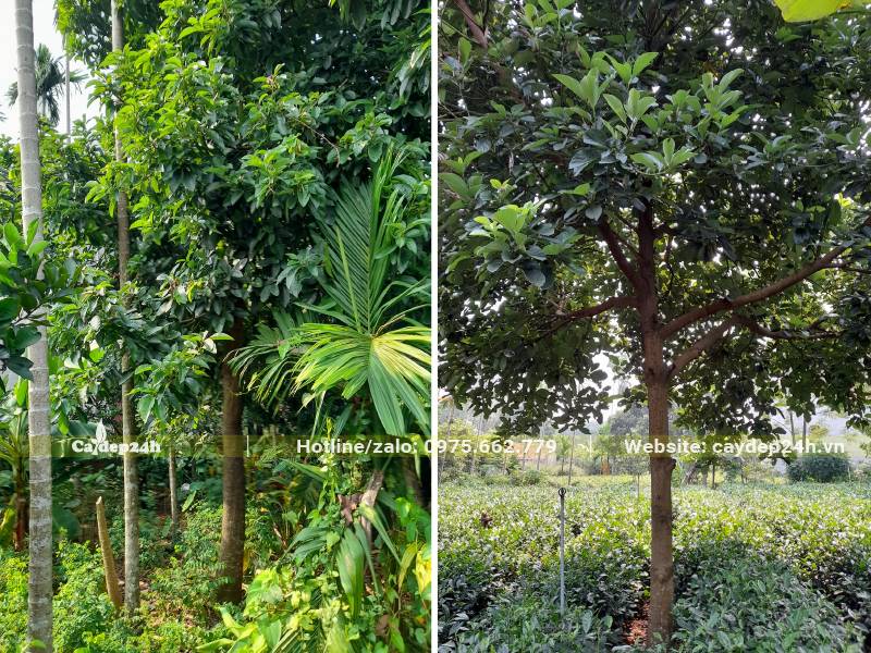 Cây Bơ trưởng thành, đường kính thân 5cm, cao 3 - 3,5m tán đều và đẹp