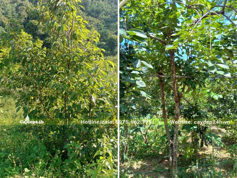 Vườn Hồng Ngâm trưởng thành, cây cao từ 2,5 - 3m, tán lá xanh tươi tốt