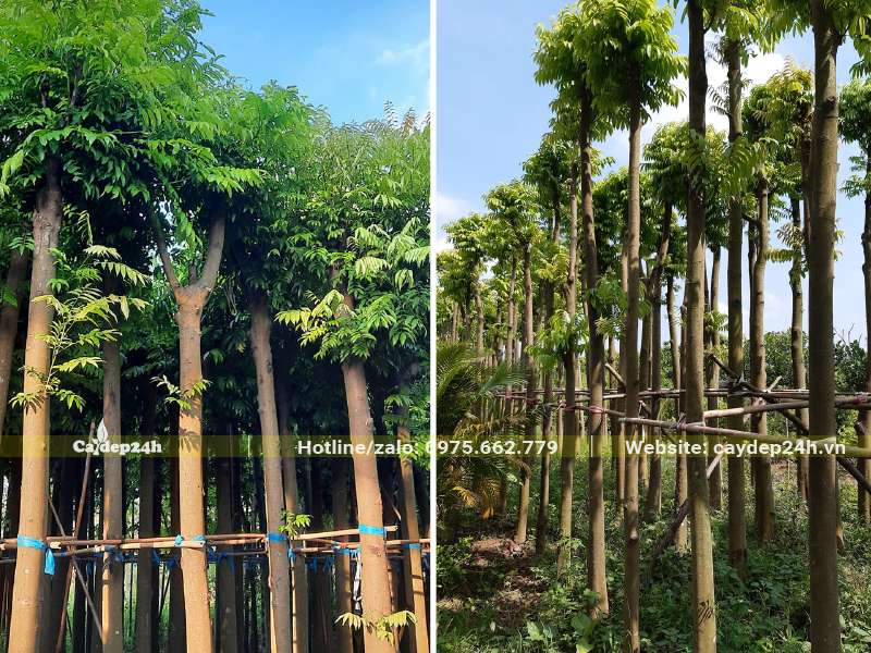Những hàng cây Sấu công trình dâm ủ đang ra lá mới, cây được dựng giàn đỡ chắc chắn