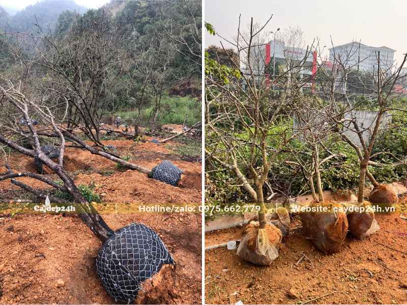 Bứng bầu số lượng lớn cây hồng ngâm lâu năm, đk bầu tiwf 40 - 45cm