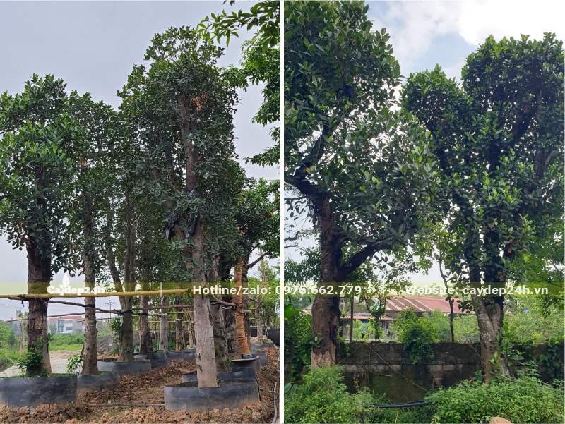 Trồng dưỡng ủ cây Mít cổ thụ đường kính gốc 35cm