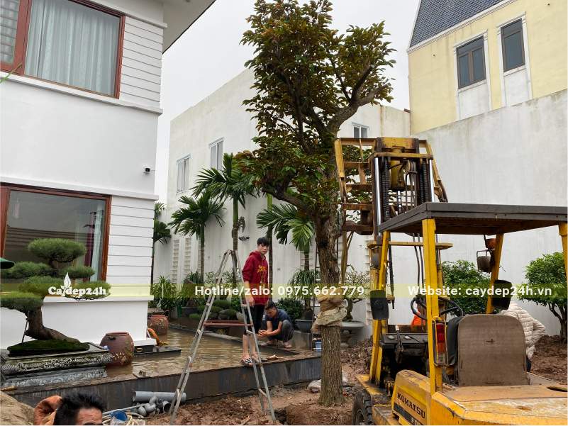 Trồng cây kích thước lớn với sự trợ giúp của máy súc và xe nâng, cần cẩu