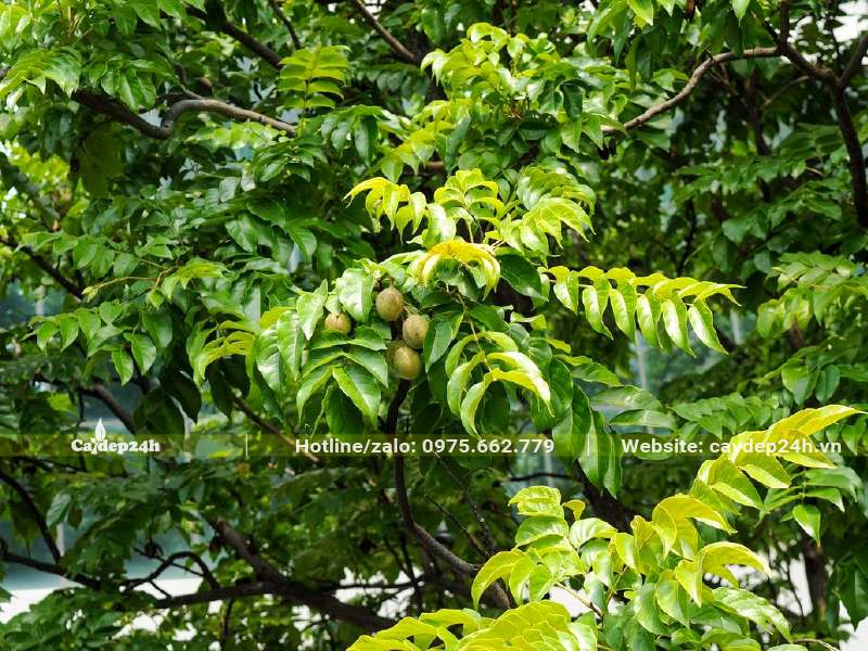 Hình dáng lá cây Lát Hoa nhìn khá giống với cây Sấu Ta