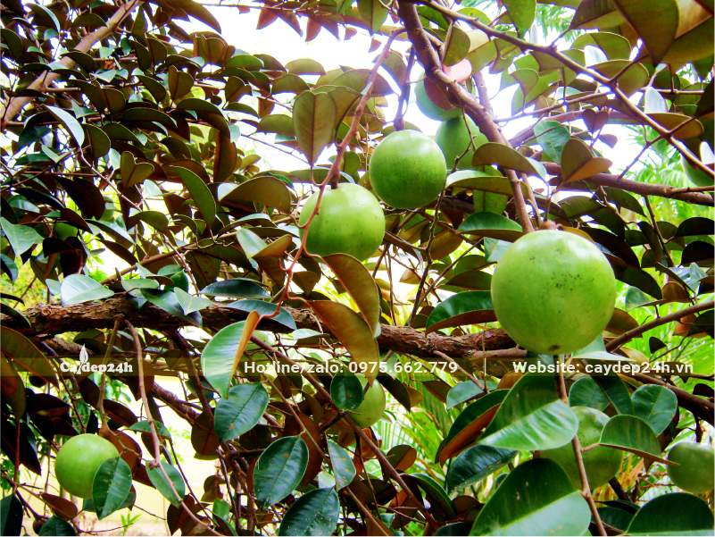 Quả Vú Sữa đang bước vào giai đoạn trưởng thành, đường kính quả khoảng 4 - 6cm