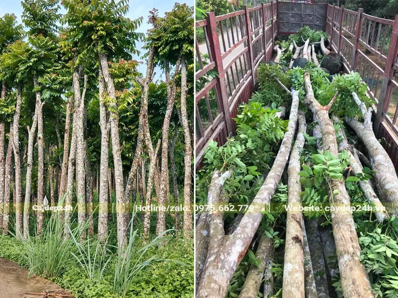 Xếp những cây Lát Hoa công trình đường kính thân 15 - 18cm lên thùng xe kéo