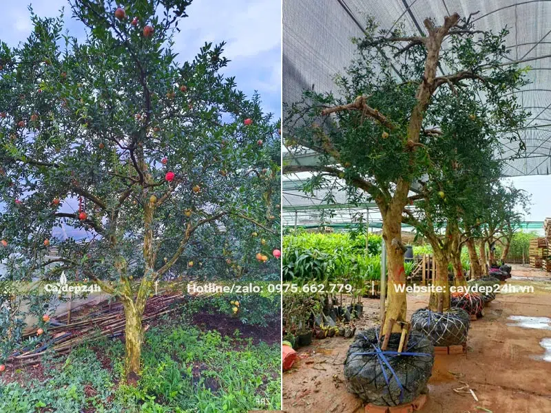 Trồng cây Lựu cổ thụ đường kính gốc 12 - 18cm