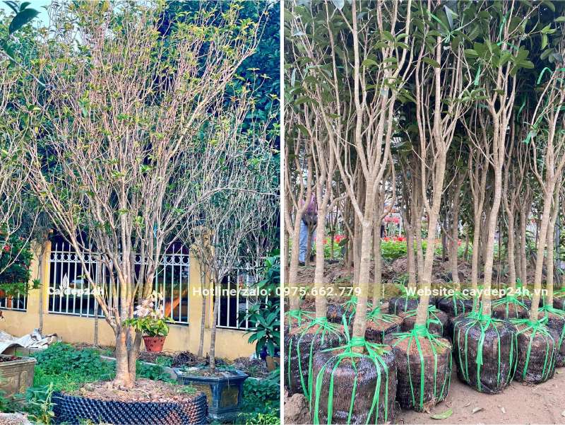 Dâm ủ cây hoa Mộc Hương ta trong bầu nổi, cây cao lớn đường kịn gốc 4 - 10cm